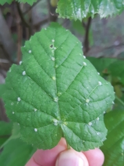 Eriophyes exilis