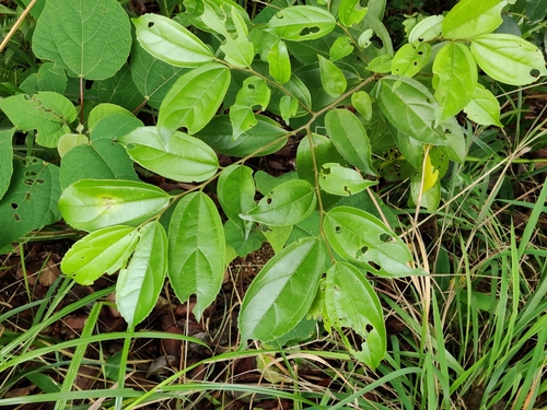 Celtis timorensis