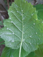 Eriophyes exilis