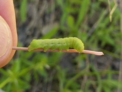 iNaturalist observation photo of Butterflies and Moths