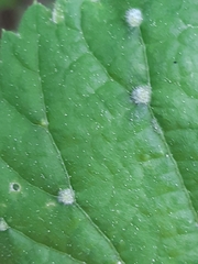 Eriophyes exilis