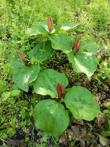 iNaturalist observation photo of giant wakerobin