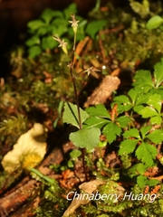 Neottia japonica