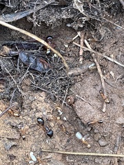 Camponotus maculatus