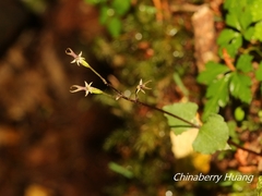 Neottia japonica