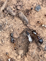 Camponotus maculatus