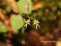 Neottia japonica