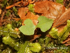 Neottia japonica