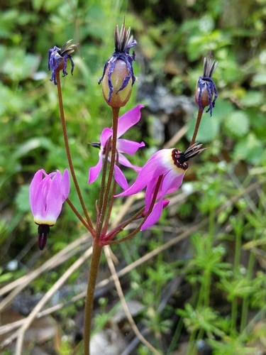 iNaturalist observation photo of Henderson's shooting star