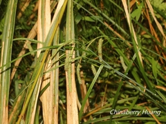 Carex phacota