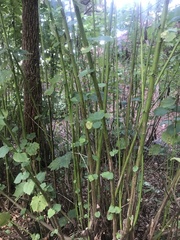 Magnoliopsida