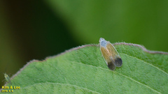 Pentastiridius apicalis