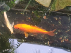 Cyprinus rubrofuscus