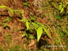 Vaccinium japonicum lasiostemon