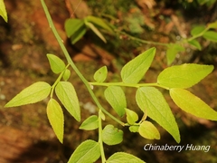 Vaccinium japonicum lasiostemon