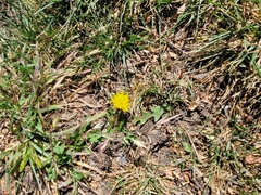 Taraxacum officinale