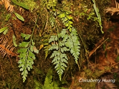 Asplenium wilfordii wilfordii