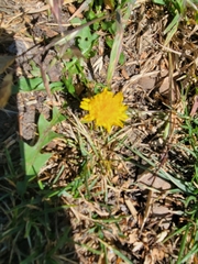 Taraxacum officinale