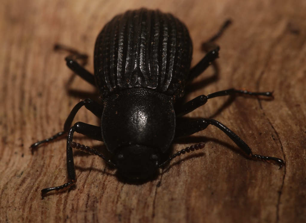 Apterotheca costata