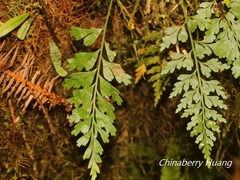 Asplenium wilfordii wilfordii