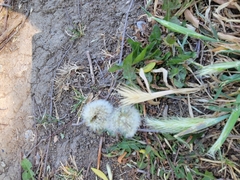 Taraxacum officinale