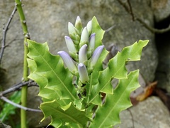 Acanthus ilicifolius