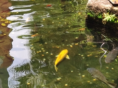 Cyprinus rubrofuscus