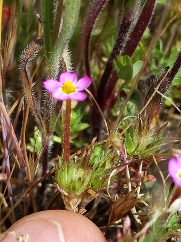 iNaturalist observation photo of Bicolor Babystars