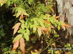 Vaccinium japonicum lasiostemon