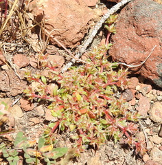 Chorizanthe polygonoides