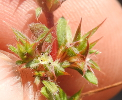 Chorizanthe polygonoides
