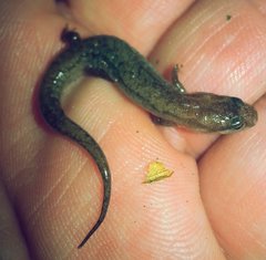 Desmognathus aeneus