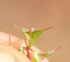 Chorizanthe polygonoides