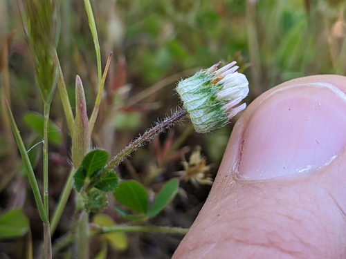 iNaturalist observation photo of thimble clover