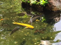 Cyprinus rubrofuscus