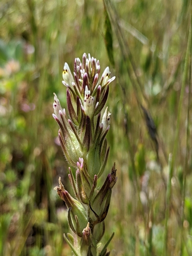 iNaturalist observation photo of valley tassels