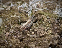Melanoplus fasciatus