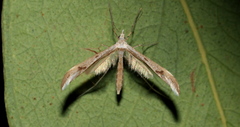Platyptilia celidotus