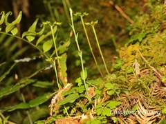 Platanthera brevicalcarata