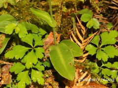 Platanthera brevicalcarata