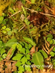 Platanthera brevicalcarata