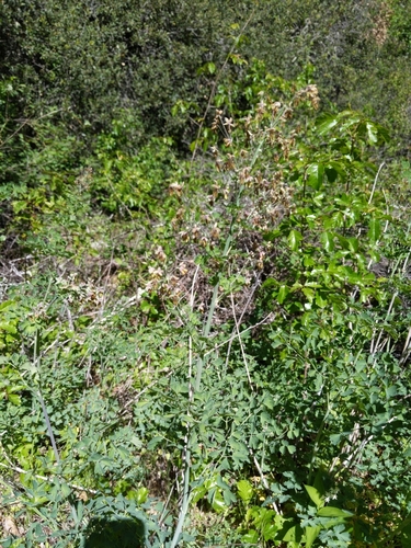 iNaturalist observation photo of Fendler's Meadow-rue