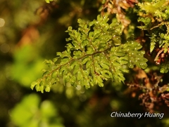 Hymenophyllum paniculiflorum
