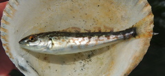 Hexagrammos stelleri