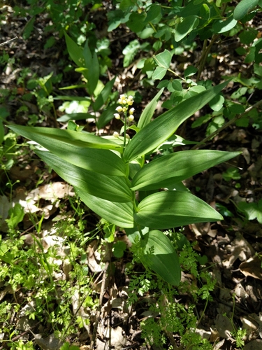 iNaturalist observation photo of star-flowered lily-of-the-valley
