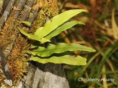 Lepisorus obscurevenolusus