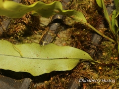 Lepisorus obscurevenolusus