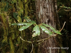 Daphniphyllum himalaense