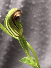 Pterostylis rubescens