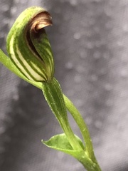 Pterostylis rubescens